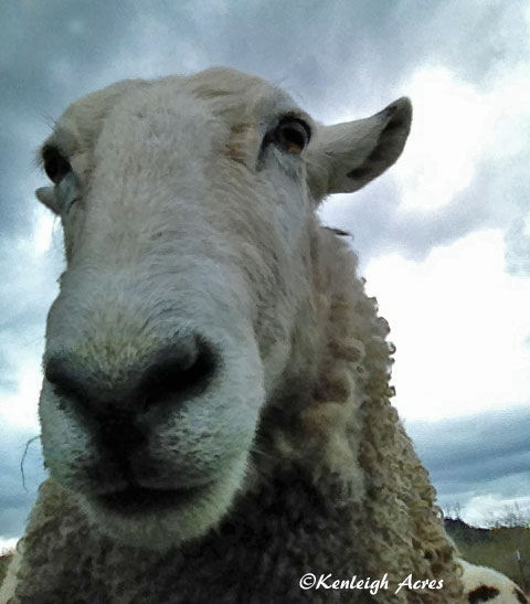 Malaga - Velež Web-sheep-selfie-6