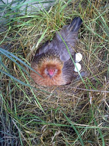 Chicken on nest