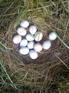 Nest of eggs